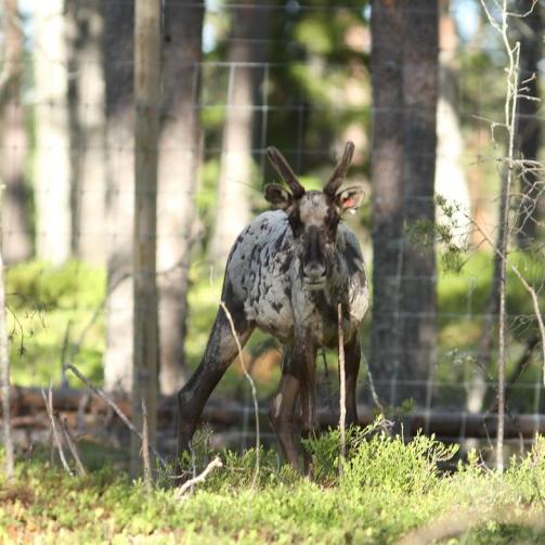 Instagram: Nyt se tiedetään: Tämä Helsinkiin kaksi vuotta sitten eksynyt metsäpeura on kotoisin...