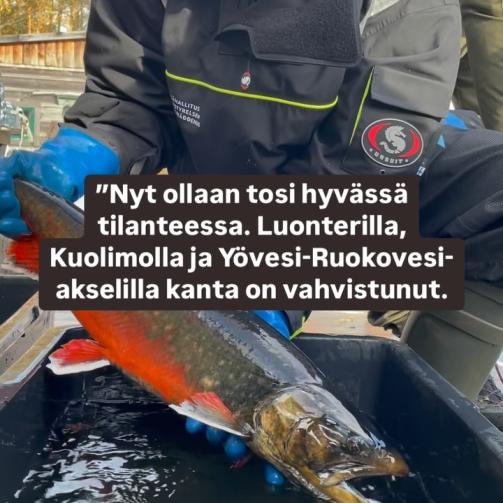 Instagram: Uutisia Saimaalta: jääkauden jälkeläinen saimaannieriä on kenties onnistuttu...