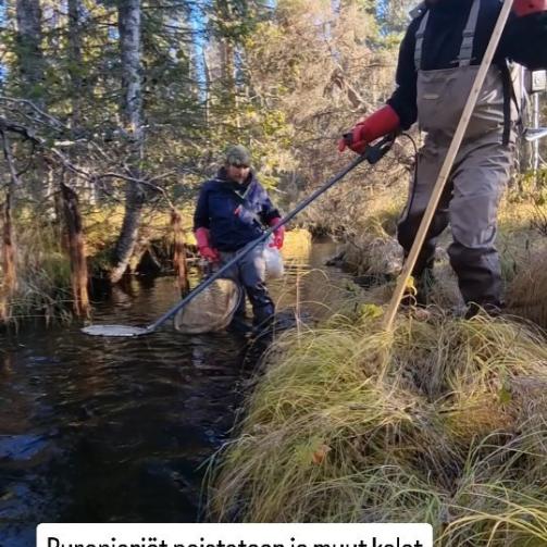 Instagram: Metsähallituksen Eräpalvelujen toteuttama puronieriän poistokalastus on osa...